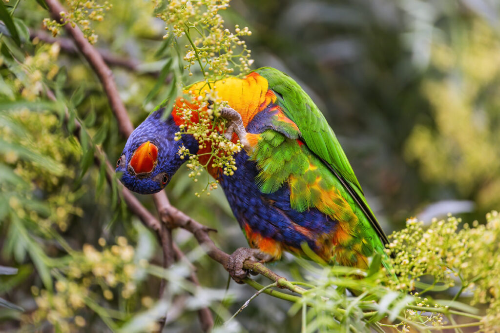 Colorful Rainbow Lorikeet Playfully Perched in Lush Greenery Wallpaper