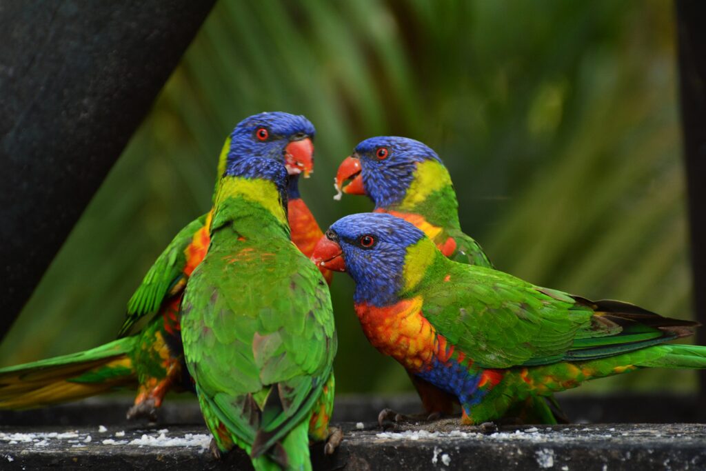 Vibrant Rainbow Lorikeets Wallpaper: Colorful Parrots in Nature