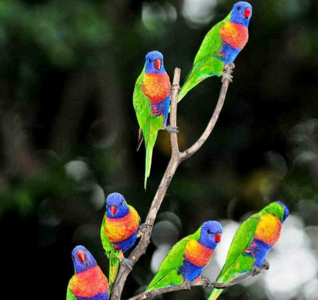 Stunning Rainbow Lorikeets Perched with Colorful Plumage Wallpaper