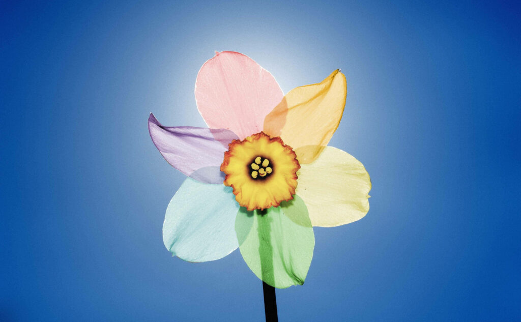 Vibrant Wallpaper: Rainbow Narcissus Flower on Rich Blue Background