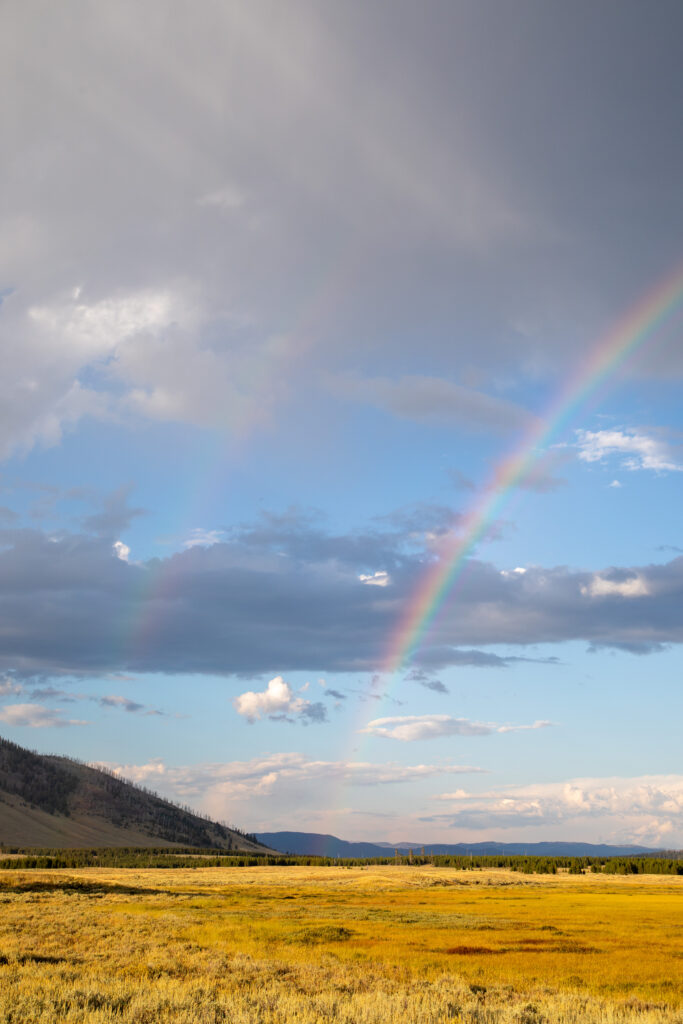 Vibrant field with golden grasses under dramatic sky and vivid rainbow arching over distant hills Wallpaper