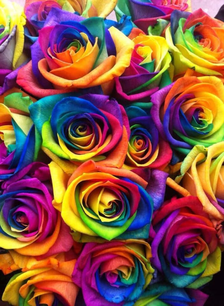 Vibrant bouquet of rainbow roses with blue yellow pink and green petals floral wallpaper background