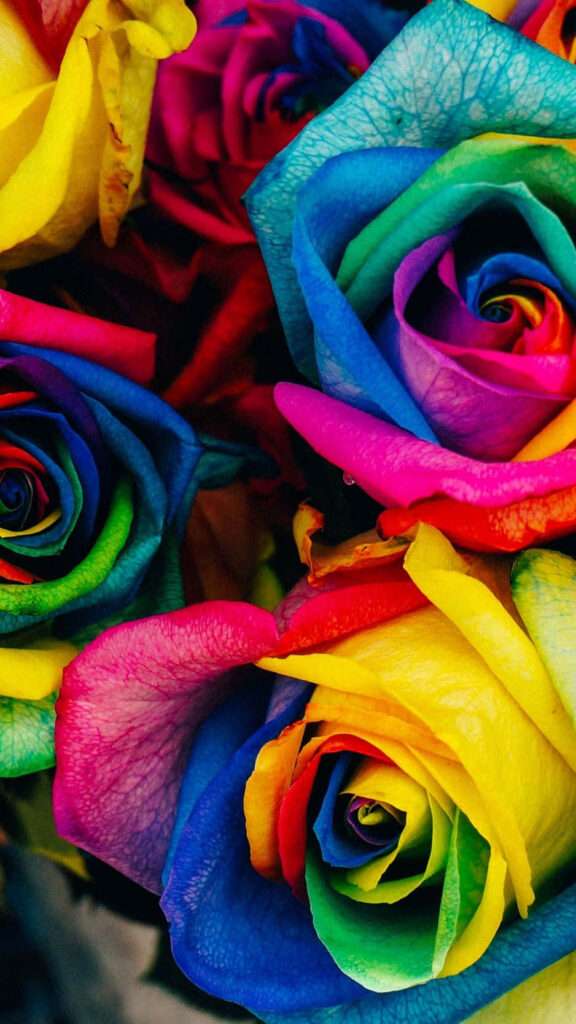 Vibrant Rainbow Roses Wallpaper: Cheerful Colorful Background