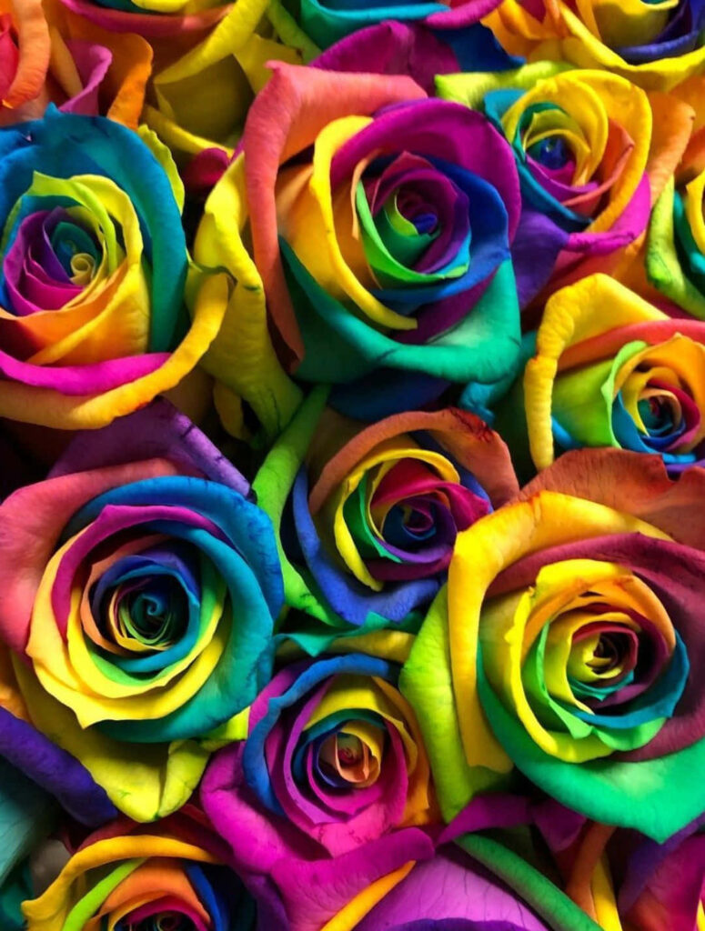 Vibrant Rainbow Roses Wallpaper: Colorful Floral Background