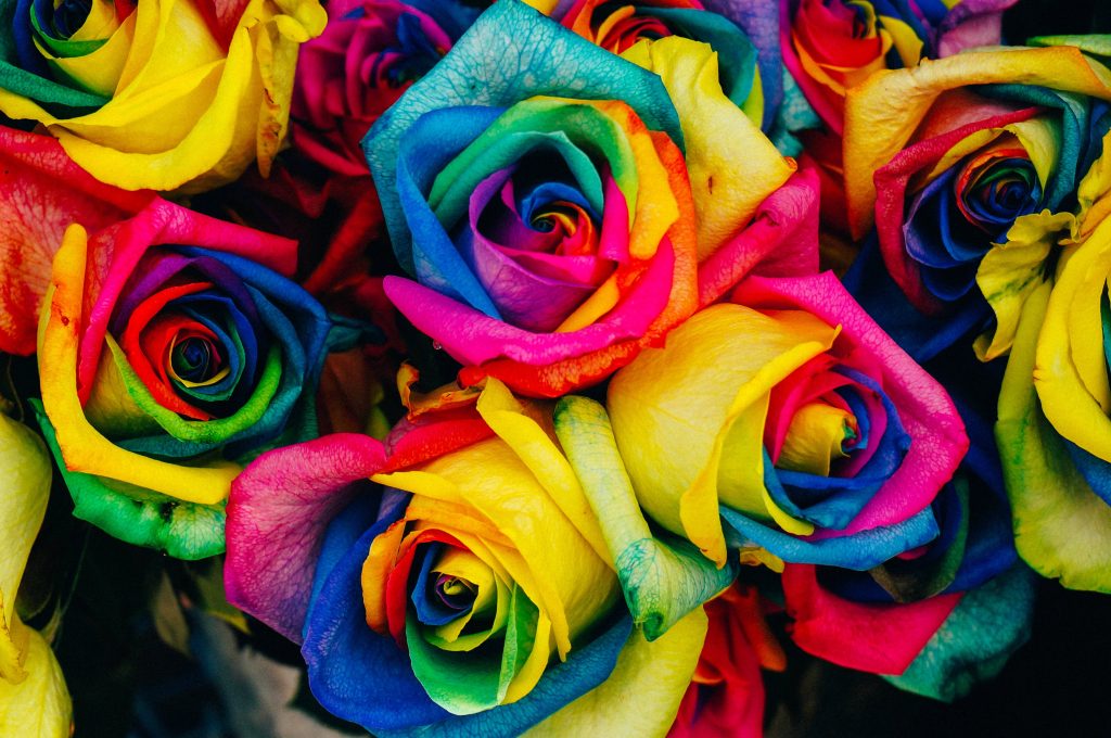 Close-up of vibrant rainbow roses bouquet with electric blue yellow and magenta petals wallpaper