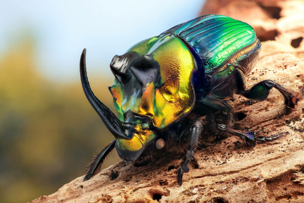 Vibrant Rainbow Scarab Beetle on Wood - Iridescent Close-Up Wallpaper