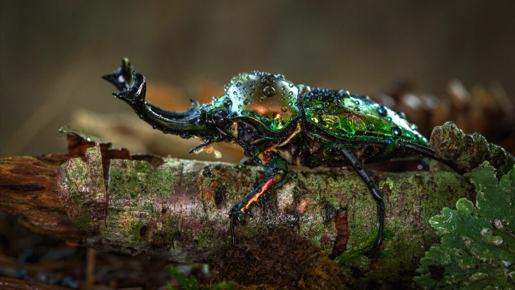 Vibrant Rainbow Stag Beetle on Log: Nature's Colorful Beauty Wallpaper