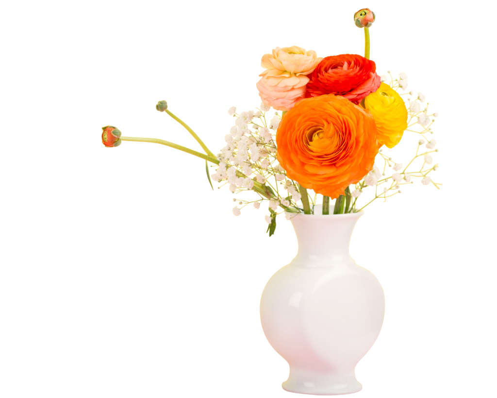 Vibrant Ranunculus Bouquet in Sleek White Vase on Clean Background Wallpaper