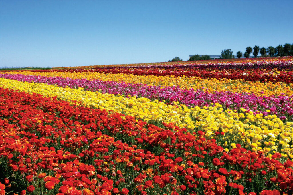 Vibrant Ranunculus Flower Field Under Clear Blue Sky - Colorful Background Wallpaper