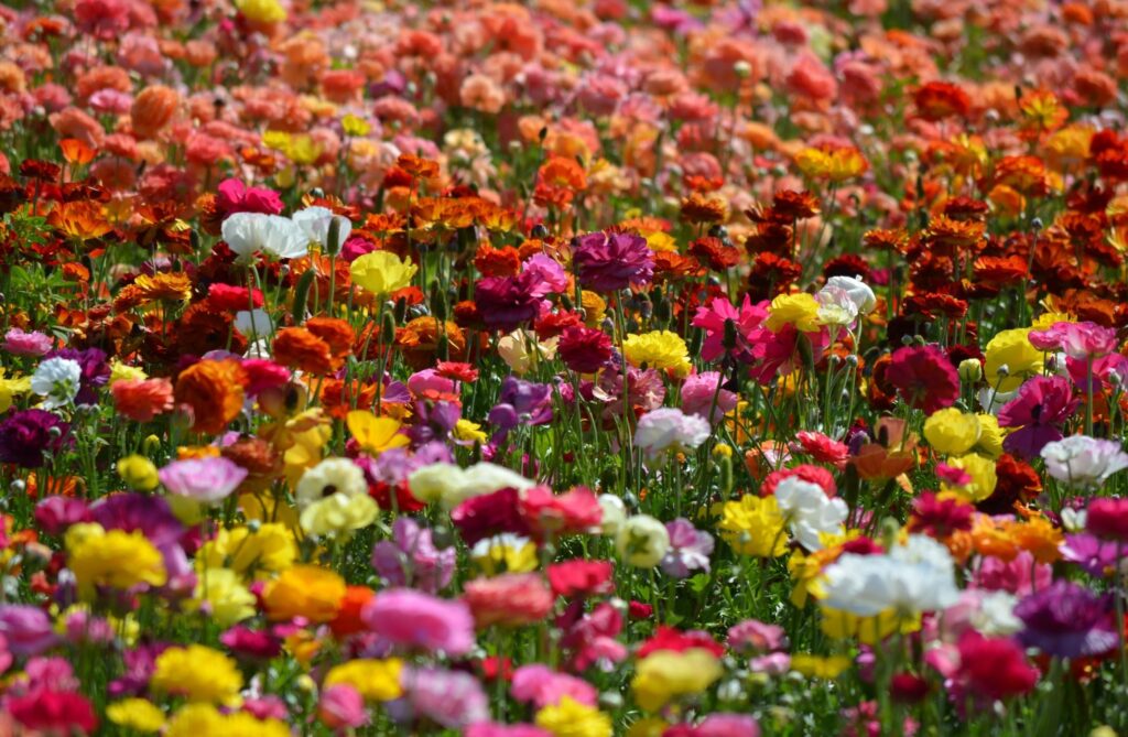 Vibrant Ranunculus Flower Wallpaper - Colorful Floral Background
