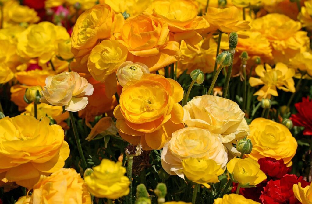 Vibrant Flowerbed: Close-Up of Colorful Ranunculus Blooms Background Wallpaper