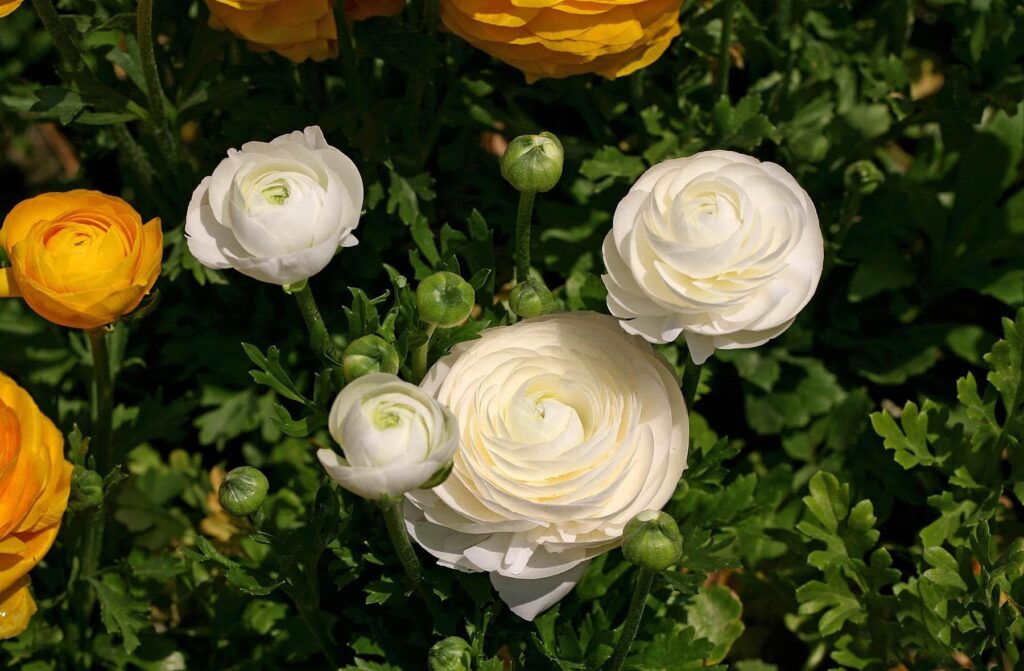 Vibrant Ranunculus Flowerbed Wallpaper: Sunlit Floral Garden Scene