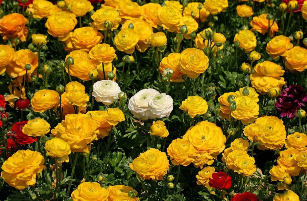 Vibrant Ranunculus Flowerbed Wallpaper: Yellow & White Floral Display