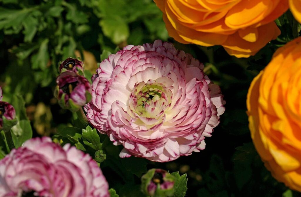 Vibrant Ranunculus Flower Wallpaper: Close-Up of Layered Petals