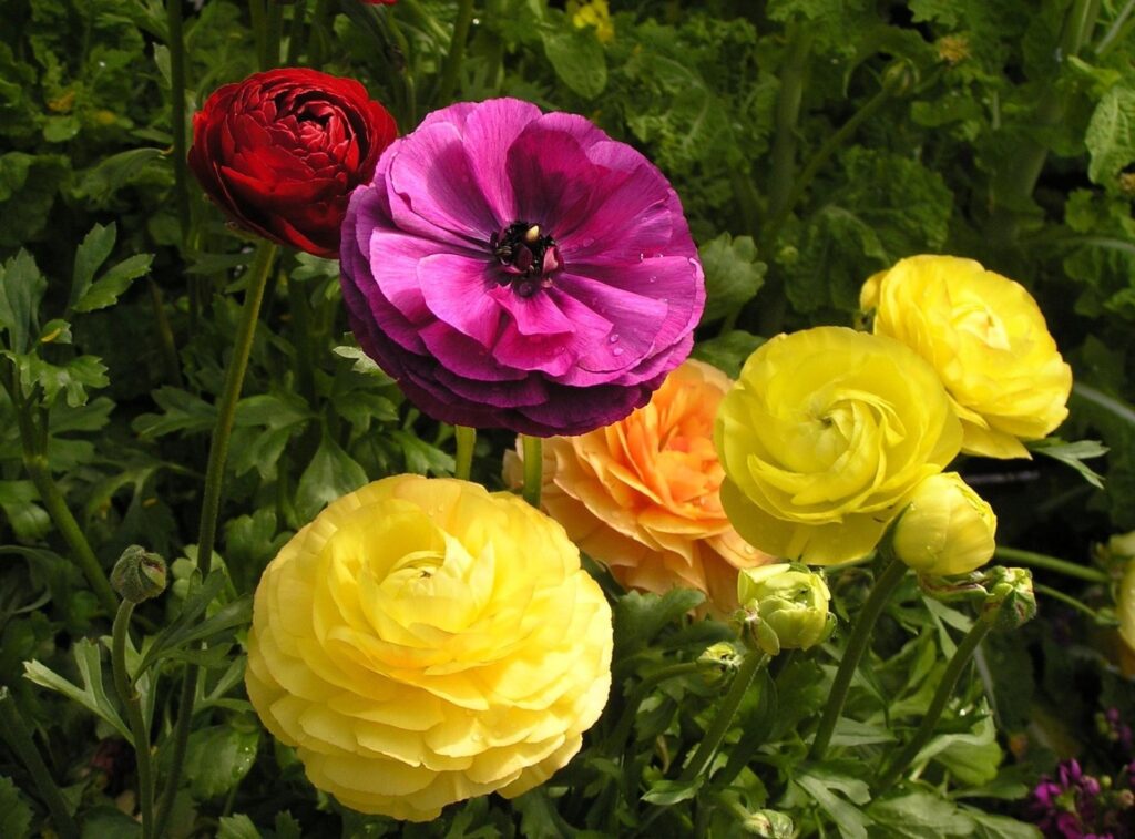 Colorful Ranunculus Flowers Wallpaper in Lush Garden Setting