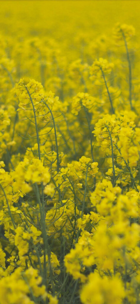 Vibrant Rapeseed Flower Wallpaper: Bright Yellow Field Background