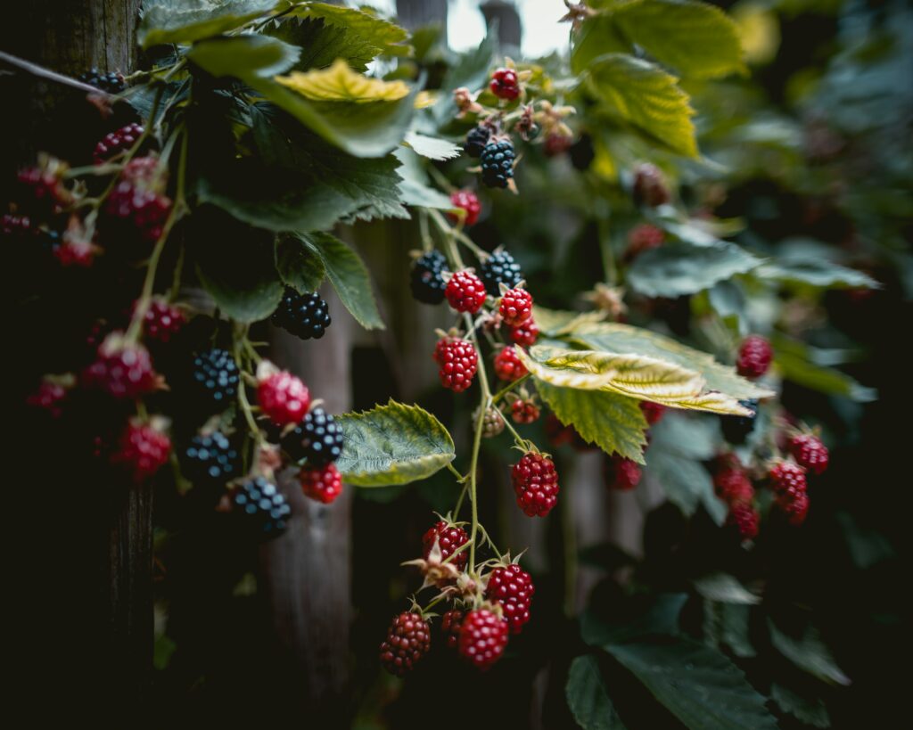 Vibrant Raspberry & Blackberry Wallpaper Background - Fresh & Natural