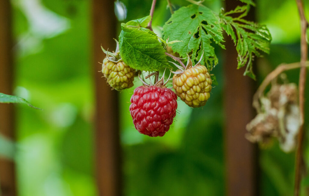 Close-Up of Raspberries: Ripe Red vs. Unripe Green on Bush Wallpaper
