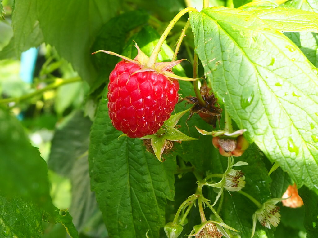 Vibrant Raspberry Close-Up Wallpaper with Fresh Green Leaves