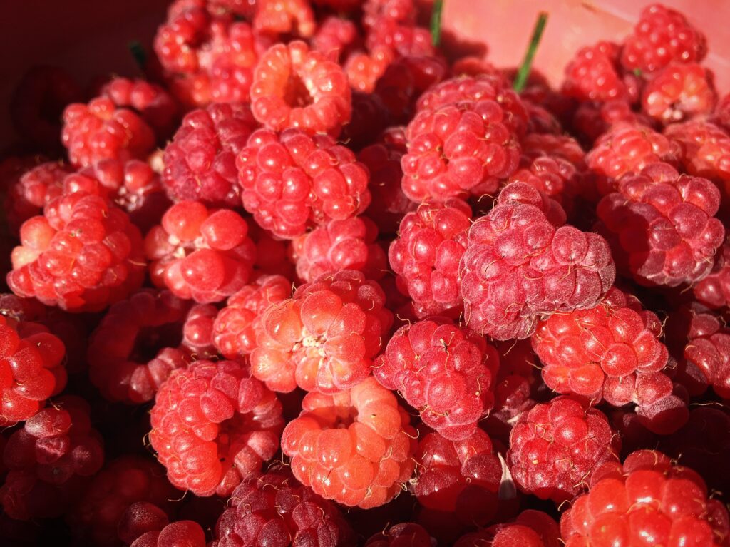 Vibrant Raspberry Wallpaper: Close-Up of Juicy Red Berries