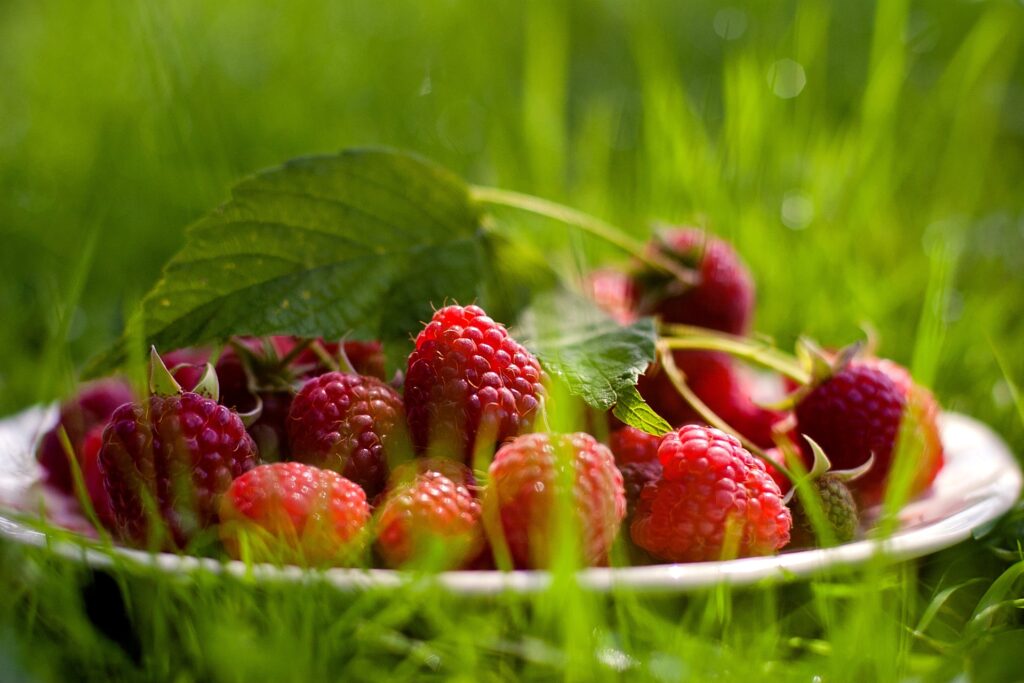 Fresh Raspberries on Saucer: Lush Green Herbs Outdoor Wallpaper