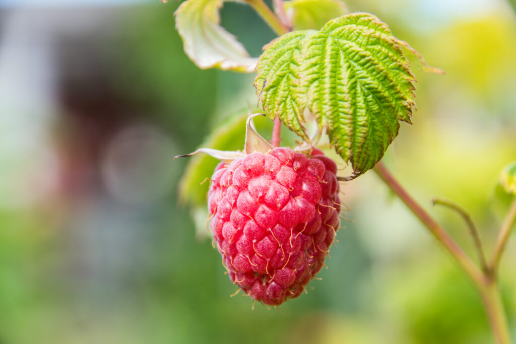 Vibrant Raspberry Wallpaper: Fresh Fruit & Green Leaves Background