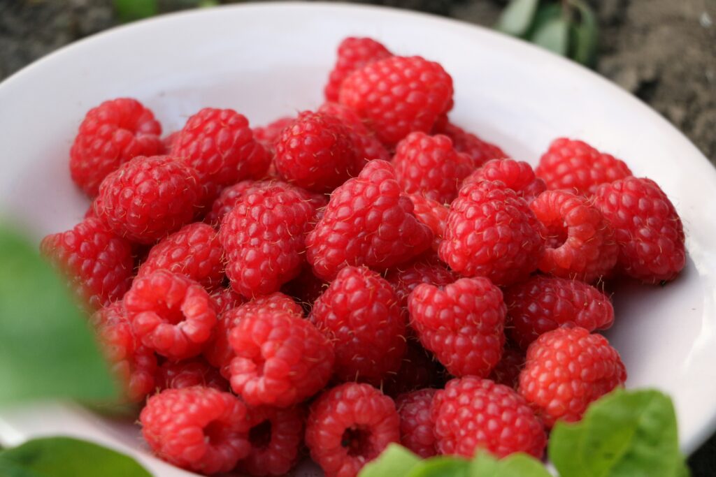 Fresh Raspberry Wallpaper: Vibrant Harvest in Natural Setting