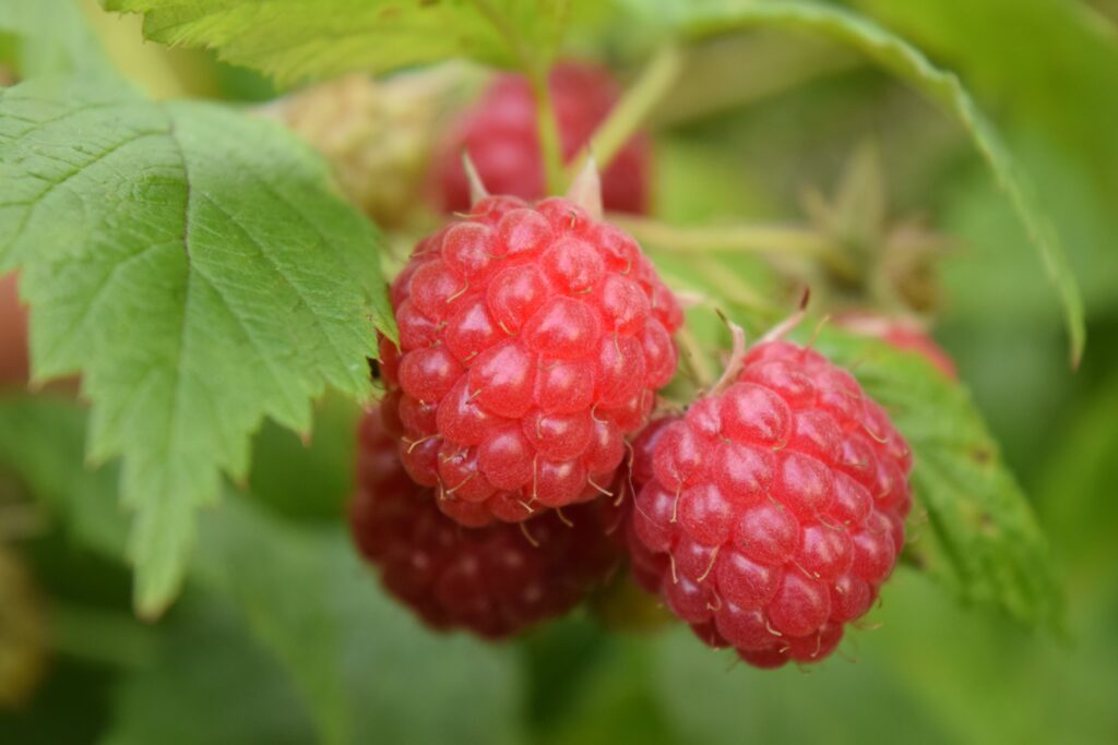 Vibrant Raspberry Wallpaper: Lush Red Berries & Green Leaves Background