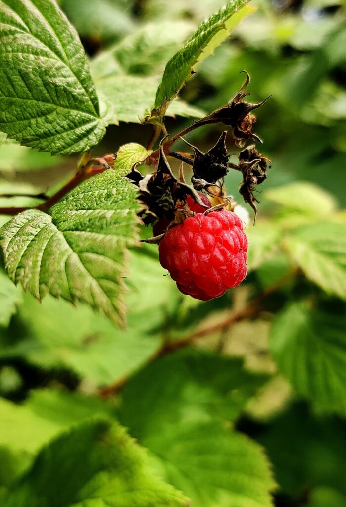 Vibrant Raspberry Wallpaper: Ripe Red Fruit with Green Leaves Background
