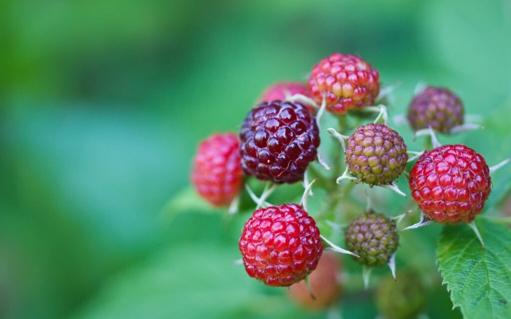 Vibrant Raspberries Wallpaper: Close-Up Branch with Green Leaves