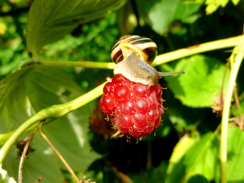 Close-Up Snail on Ripe Raspberry: Vibrant Wallpaper Background