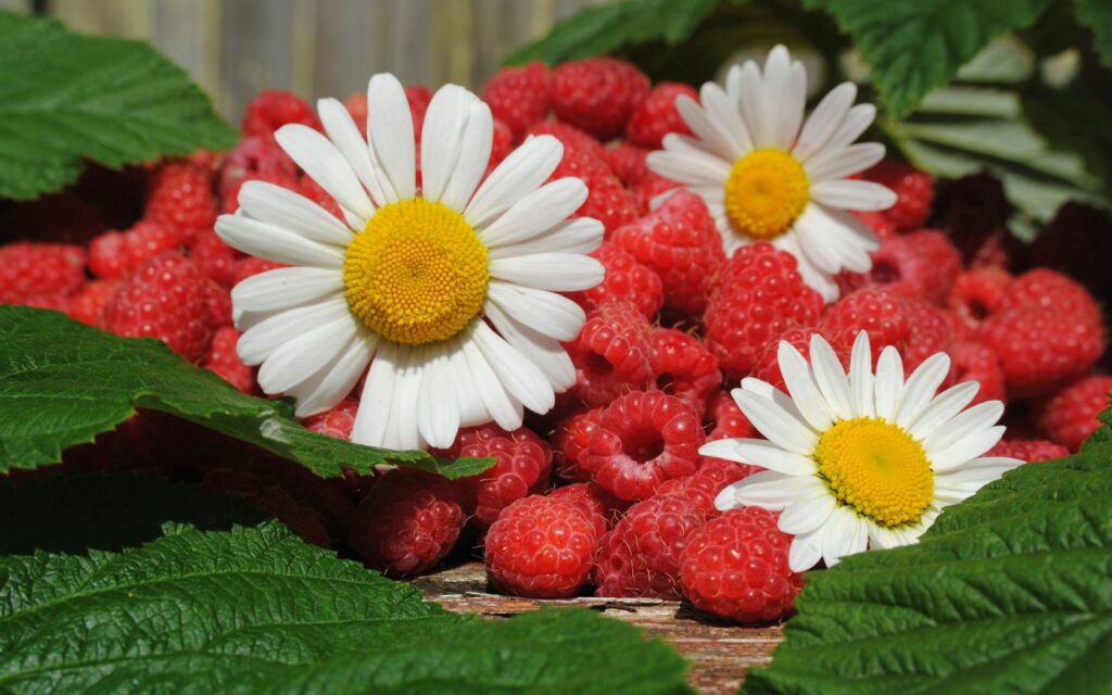 Fresh Raspberries & Daisies: Vibrant Green Leaves Wallpaper Background