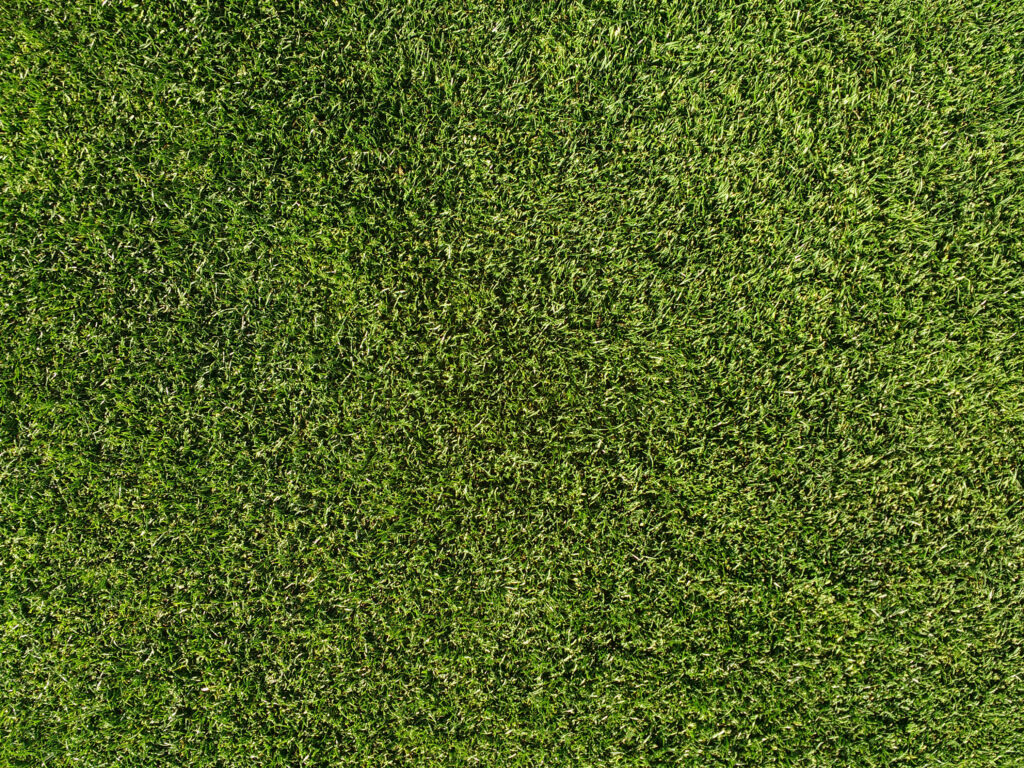 Vibrant Grass Texture Wallpaper for Photoshop & Design Projects