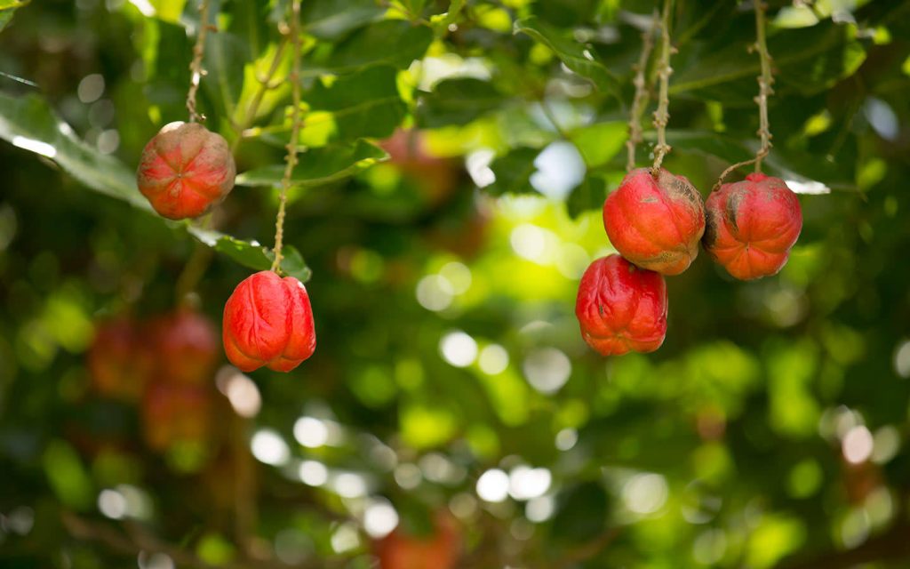 Vibrant ripe red Ackee fruits hanging on lush branches with soft natural light and bokeh background Wallpaper