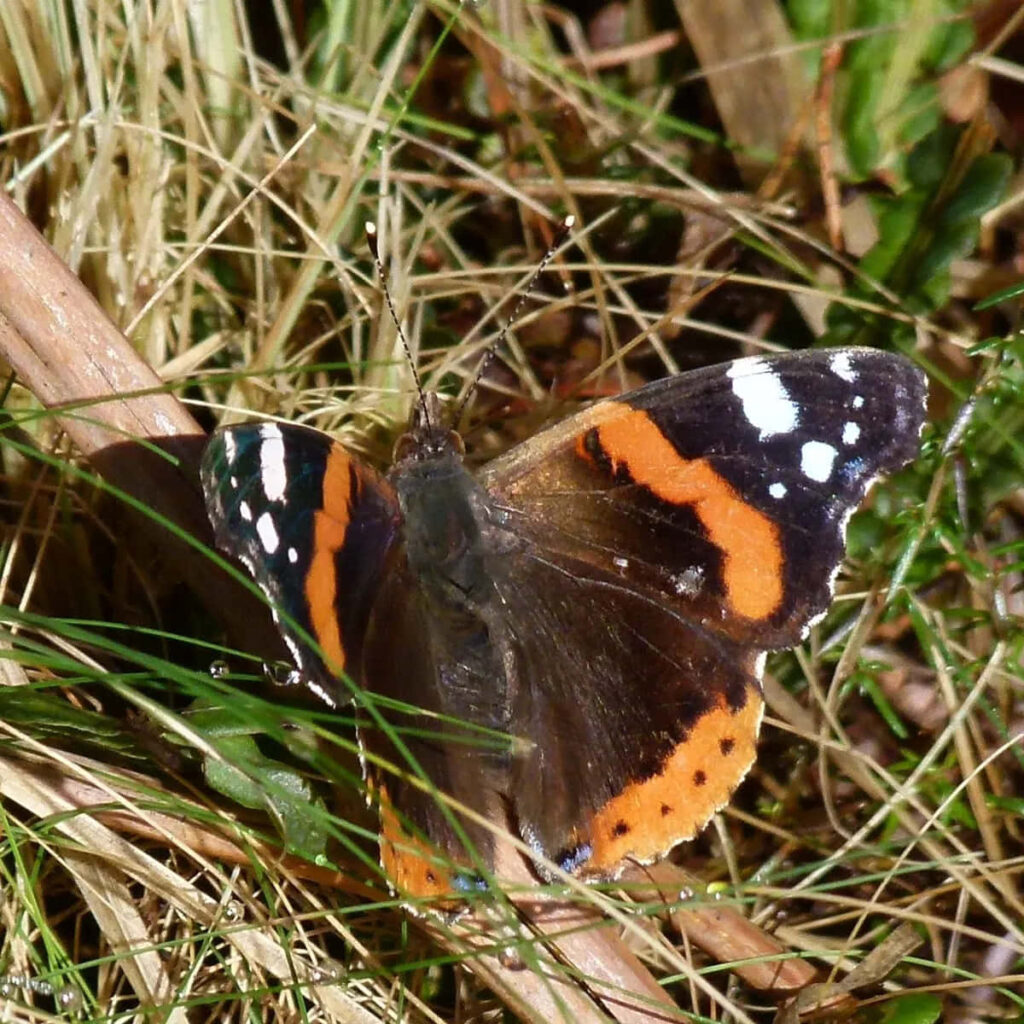 Vibrant Red Admiral Butterfly Wallpaper: Orange & Black Patterns