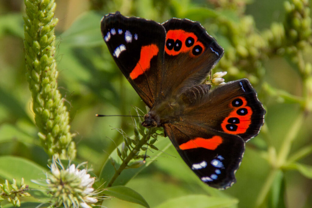 Vibrant Red Admiral Butterfly on Leaf - Striking Nature Wallpaper