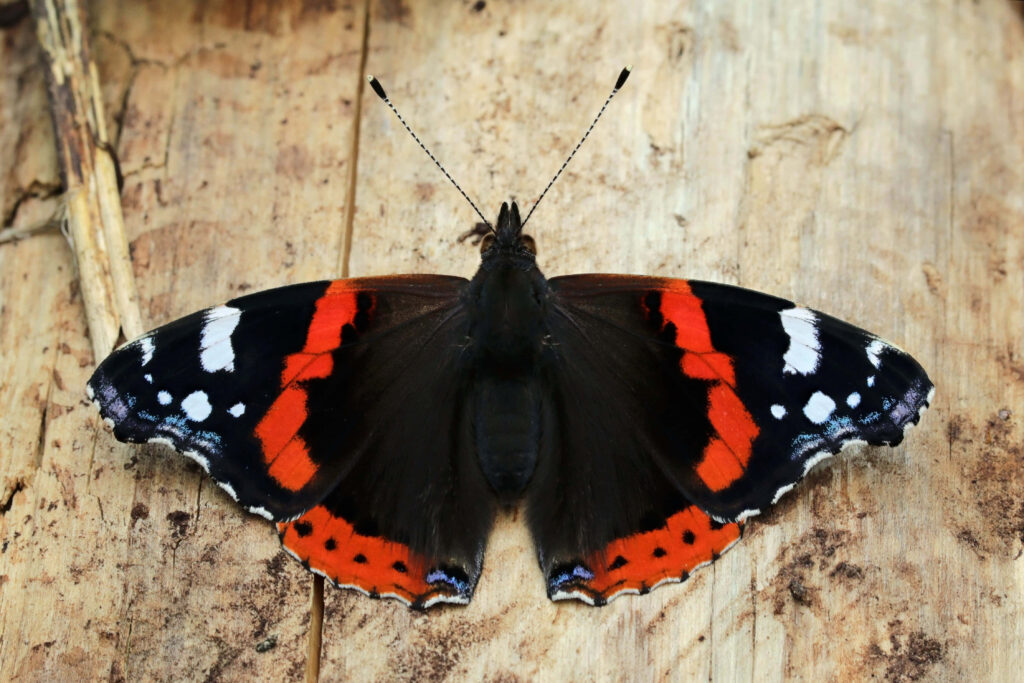 Vibrant Red Admiral Butterfly Wallpaper: Intricate Wing Patterns