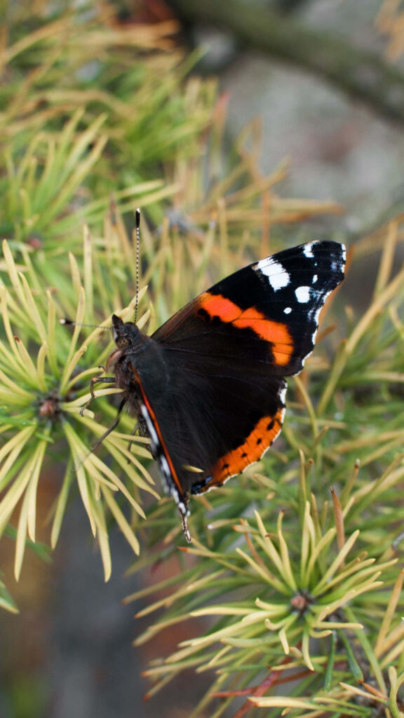 Vibrant Red Admiral Butterfly on Plant - Nature Wallpaper Background