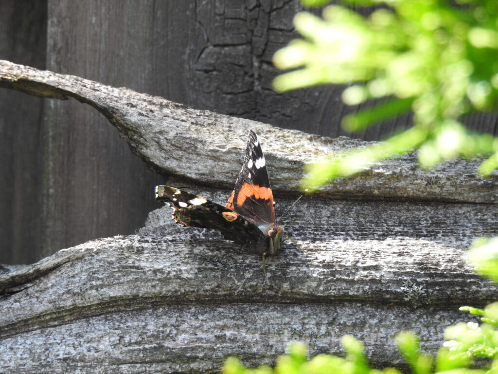 Vibrant Red Admiral Butterfly Wallpaper on Textured Tree Branch