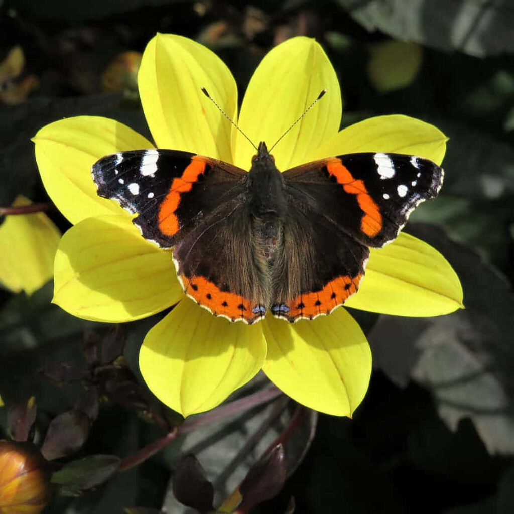 Vibrant Red Admiral Butterfly Wallpaper on Bright Yellow Flower