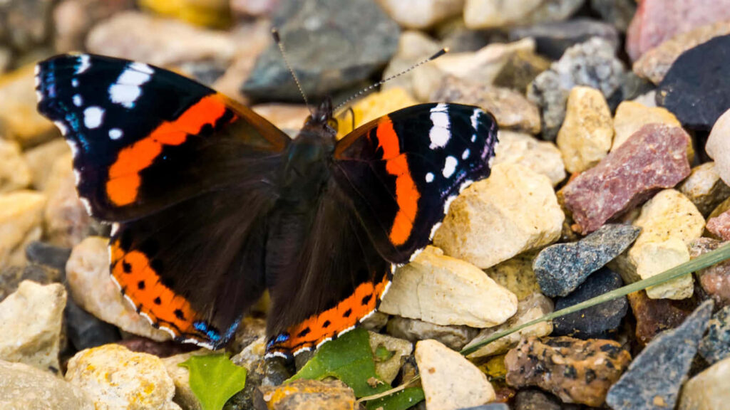 Vibrant Red Admiral Butterfly on Flower - Stunning Wallpaper Background