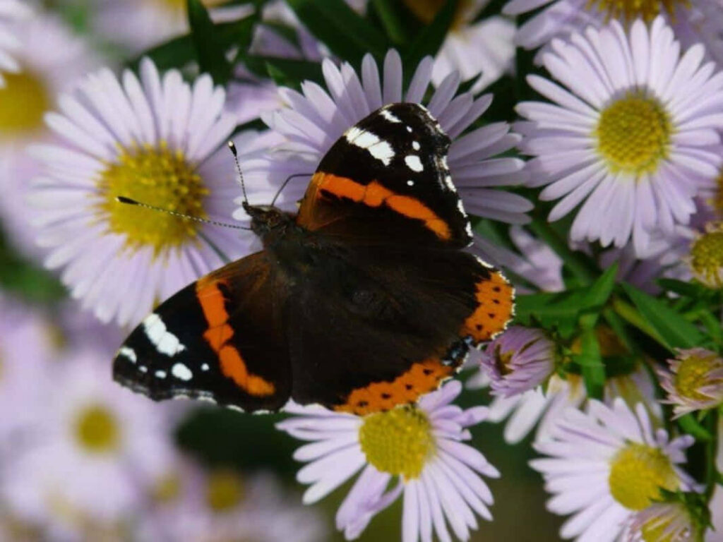 Red Admiral Butterfly on Purple Daisy - Vibrant Nature Wallpaper