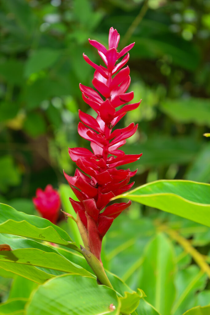 Vibrant Red Alpinia Flower Wallpaper with Lush Green Background