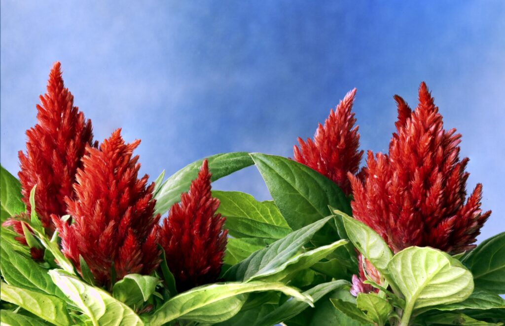 Vibrant Red Amaranth Flowers Against Lush Green Leaves & Blue Sky Wallpaper