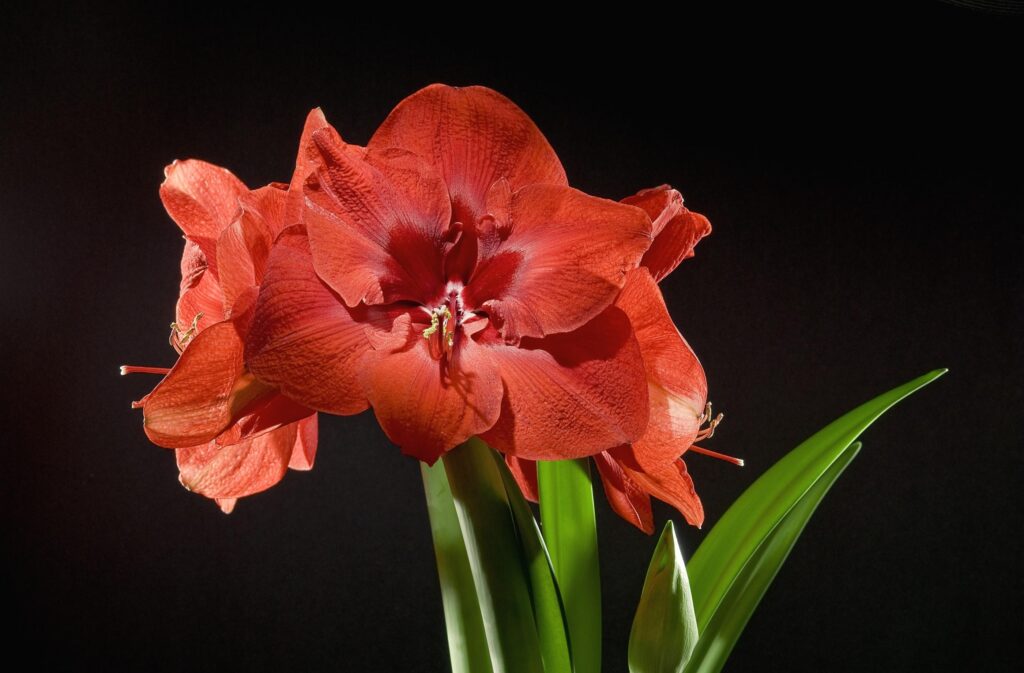 Vibrant Red Amaryllis Wallpaper - Bold Floral Contrast on Black