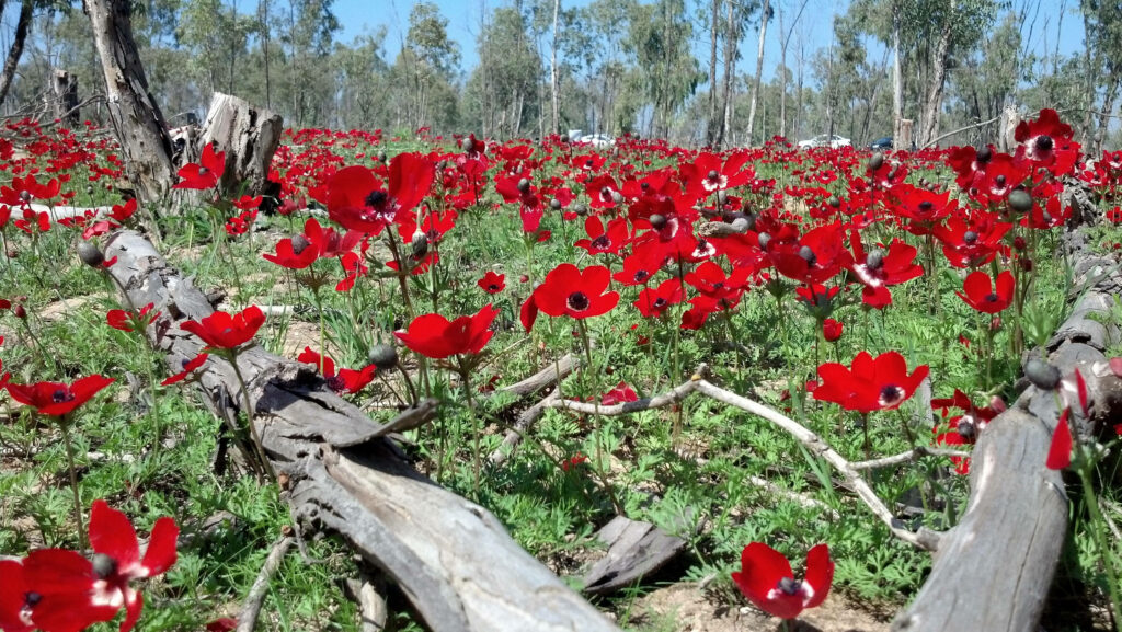 Stunning Red Anemone Flowers Wallpaper | Serene Outdoor Background