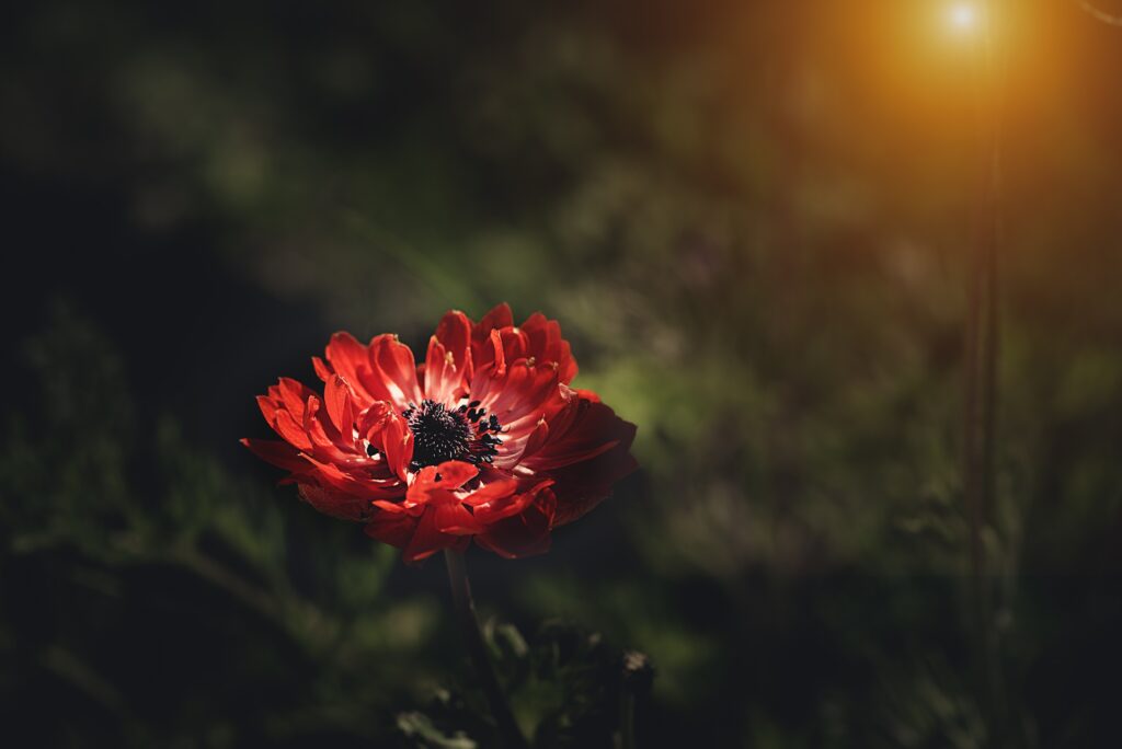 Vibrant Red Anemone Flower Wallpaper with Soft Blurred Background