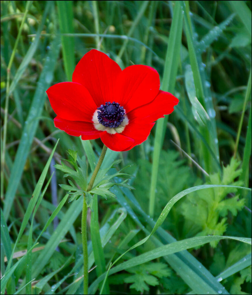 Vibrant Red Anemone Flower Wallpaper on Lush Green Background