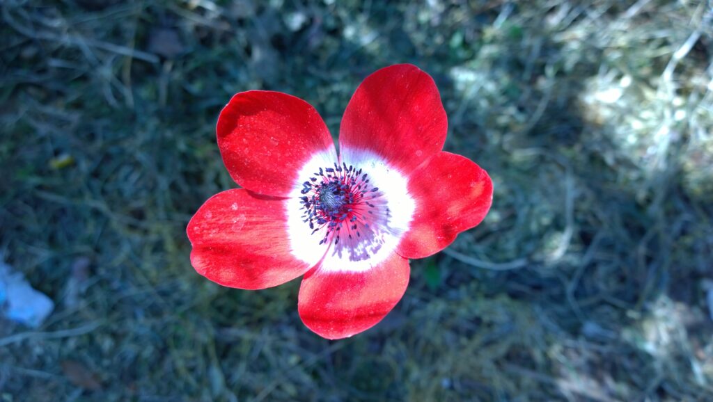 Vibrant Red Anemone Flower Wallpaper Against Blurred Nature Background