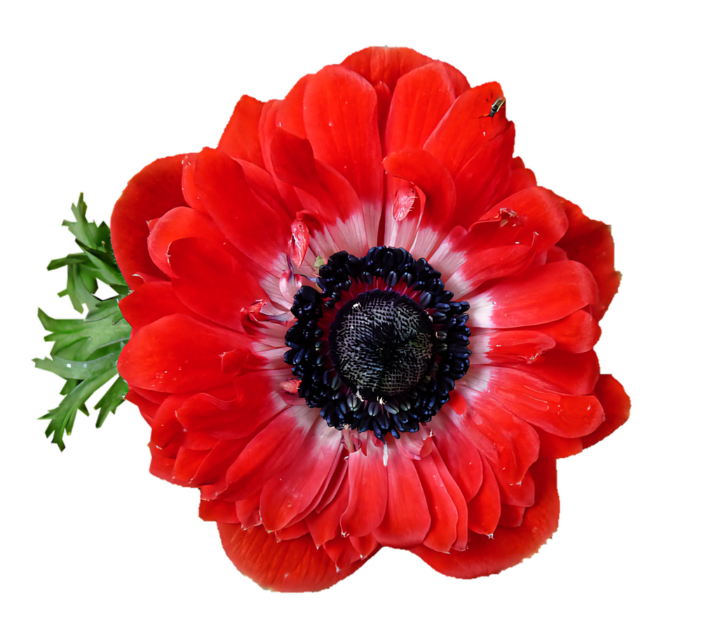 Vibrant Red Anemone Flower Wallpaper on Transparent Background